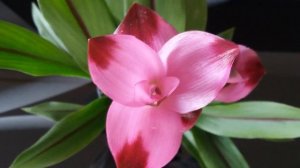 Цветение куркумы.