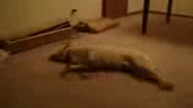 Что снится собаке смотреть онлайн