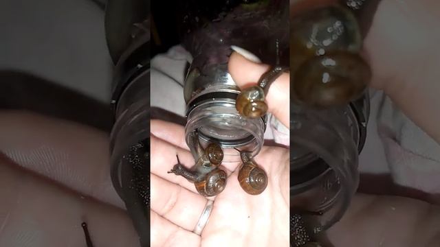 Ручные улитки смотреть онлайн