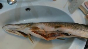 Солитер червь в рыбе.