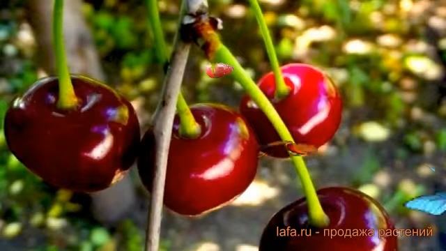 Вишня обыкновенная Тамарис (tamaris tamaris) ? вишня Тамарис обзор: как сажать саженцы вишни Тамари смотреть онлайн