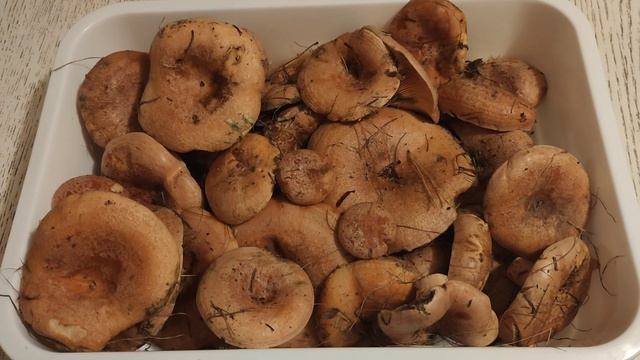 РИЖИКИ лікують смотреть онлайн