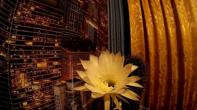 Как цветет кактус.Редкие кадры