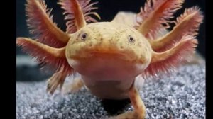 Аксолотль. Одно из самых удивительных существ на планете