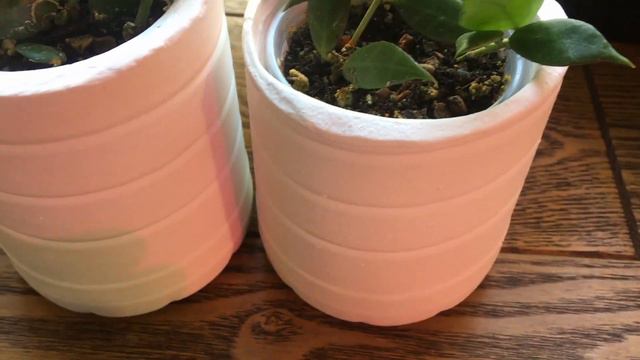 Хойи. Обзор. Hoya. Review. смотреть онлайн