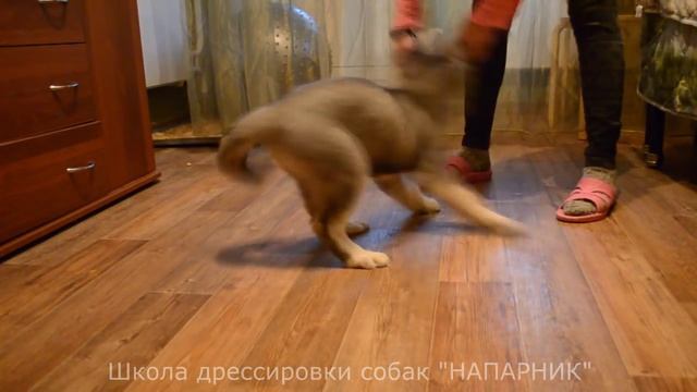 Дрессировка щенка хаски. 1 занятие смотреть онлайн