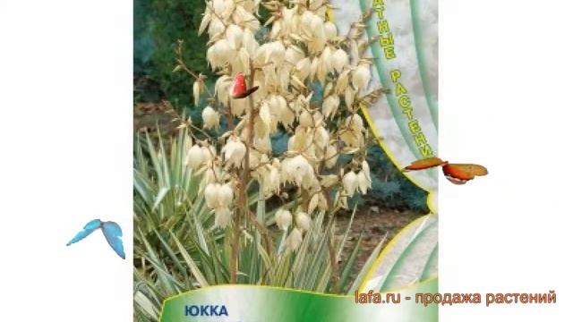 Юкка нитчатая Юкка нитчатая (yukka Nitchataya) ? обзор: как сажать, семена юкки Юкка нитчатая