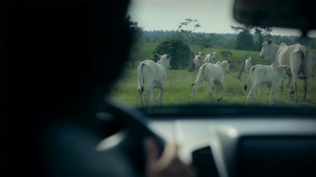 Pecuária Intensiva: Novo Paradigma de Produção da Amazônia (IPAM Amazônia) - legendado em inglês смотреть онлайн
