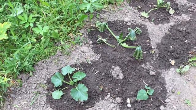 Наша Дача, каникулы начались, вкусные ребрышки на мангале, коптильня своими руками смотреть онлайн