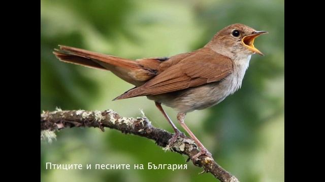 Птиците и песните на България смотреть онлайн