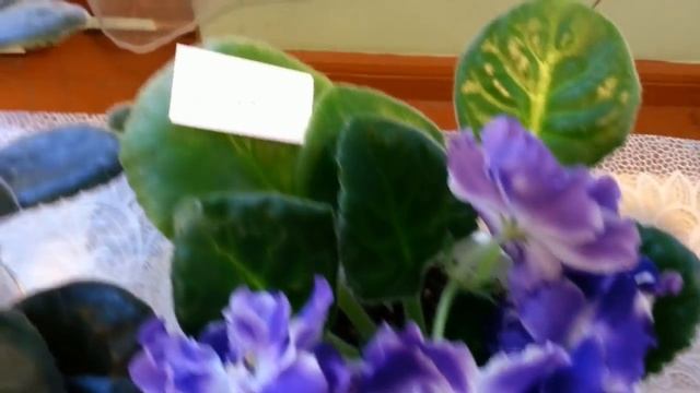 ВЫСТАВКА ФИАЛОК и СТРЕПТОКАРПУСОВ Лемеховой Марины Николаевны,2-8 марта 2019г.,Самара. смотреть онлайн