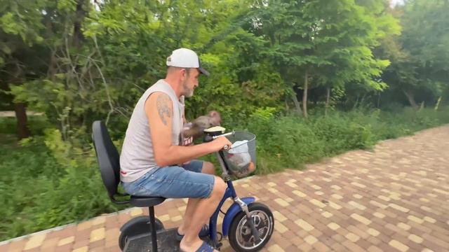 Отвезти Люсю в вольер становится все сложнее, она должна сначала УЛОЖИТЬ СПАТЬ СВОЕГО КОТА! смотреть онлайн