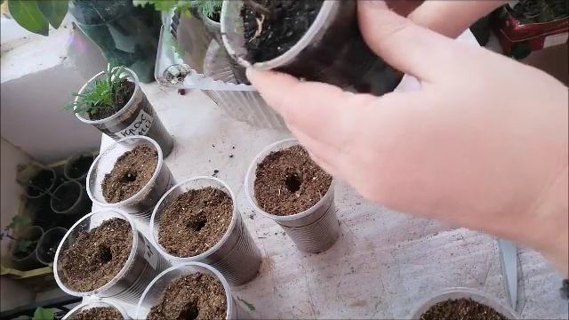 Черенкование аргирантемума.