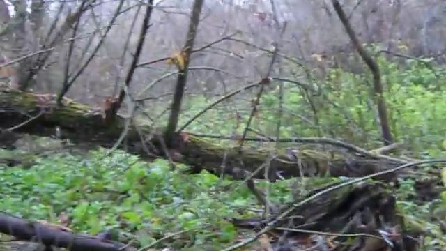 Вешенка и фламмулина октябрь 2018 смотреть онлайн