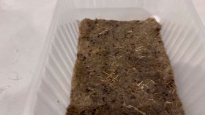 Как правильно вырастить Микрозелень базилика! ✅