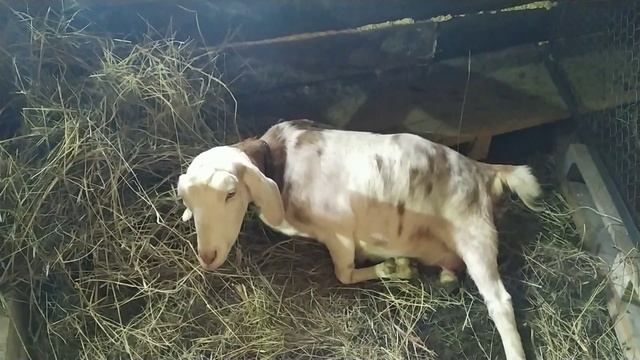Нам пора! Окот Няши.Поведение во время окота. Отхождение последа.Оставлять козлят, или забирать смотреть онлайн
