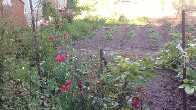 Морковь после обработки керосином/ Про инкубацию/ Про новый телефон смотреть онлайн