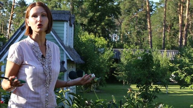 Как вырастить пионы в саду. Почему пион не цветет. Советы по посадке и уходу. смотреть онлайн