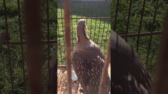 Гималайский улар смотреть онлайн