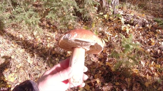 Грибы в середине октября . Белые, подосиновики, подберезовики смотреть онлайн