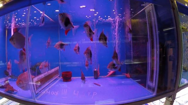 Дискусы с птички смотреть онлайн