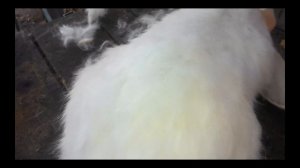 Почему самки дохнут после случки с кролем? Вопрос к профессионалам! Question to professionals!