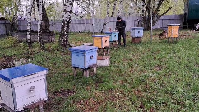 Время Лечить Пчёл От Трахейного Клеща и Клеща Вароа...Шнуры - Тэда. смотреть онлайн