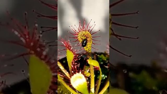Drosera Capillaris Feeding Timelapse смотреть онлайн