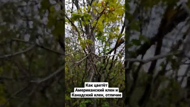 Как цветет Американский клён и Канадский клён, мои наблюдения смотреть онлайн