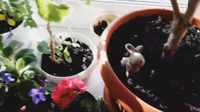 Панариций у ребенка// Столовая, цветы, будни смотреть онлайн