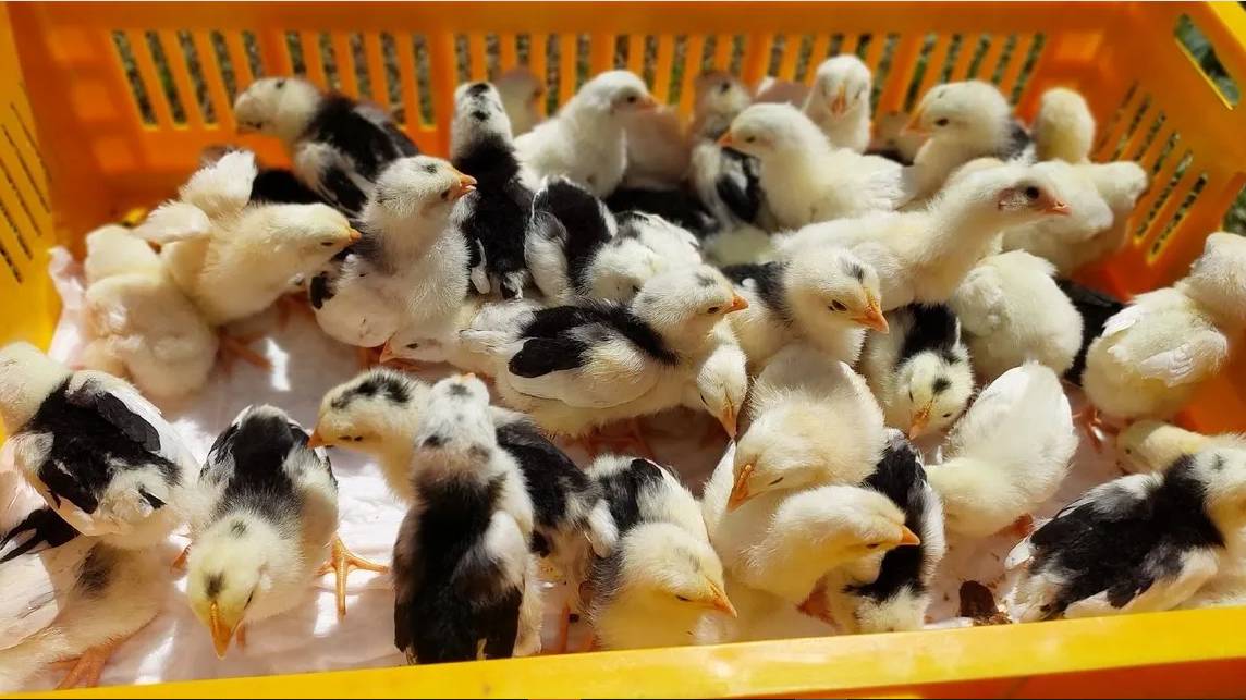 УНИВЕРСИТЕТСКАЯ ПОДГОТОВКА ИНКУБАТОРА К РАБОТЕ! БОЛЬШОЙ % ВЫВОДА ЦЫПЛЯТ! 16.09.2024 год. смотреть онлайн