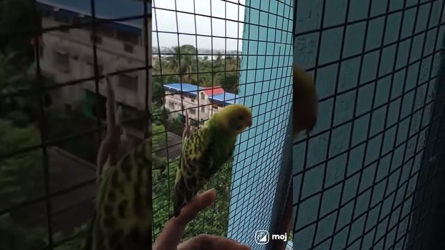 ?budgie parakeet enjoying the cool breeze#budgies#love#birdsounds#shortvideo смотреть онлайн
