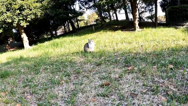 リラックスできる音楽と猫。睡眠音楽。やっぱり猫が好き。野良猫の日常 смотреть онлайн