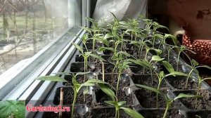 Копеечное средство для подсветки рассады на подоконнике ?% Результат