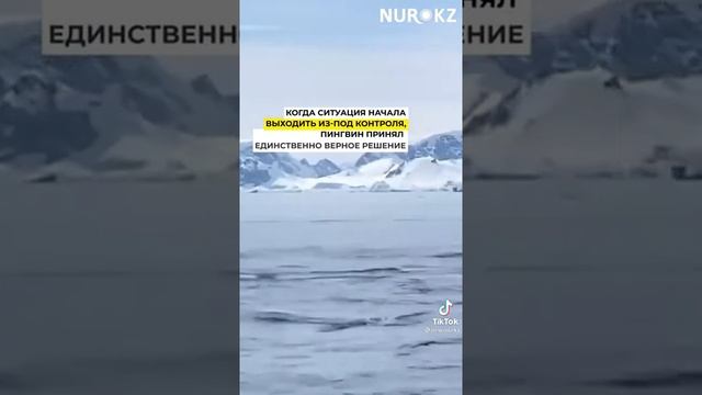 ? пингвин-спасся-в-лодке-туристов-от-касаток смотреть онлайн