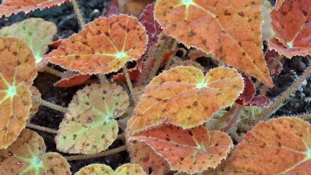 Begonia 'Autumn Ember'