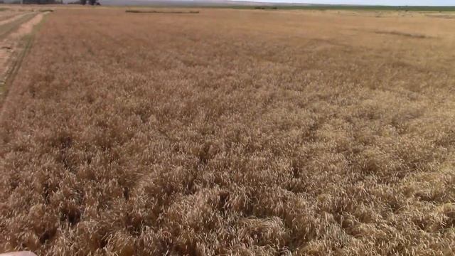 Уборка озимых 2019 Комбайн Нива СК-5 смотреть онлайн