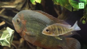 Бражник. Винная цихлазома