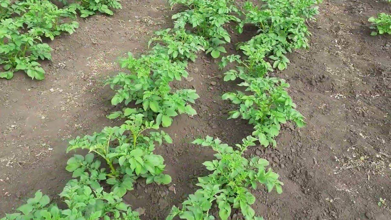 мой огород в июне..... смотреть онлайн