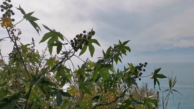 Моя прогулка в парке 🌴 🌳 у средиземного моря 🌊 смотреть онлайн