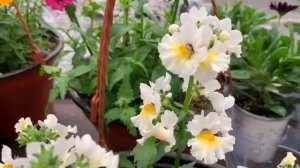 НЕМЕЗИЯ-«ЦВЕТОК ВОЗМЕЗДИЯ». Поражает цветовым многообразием. Ваш САД не будет скучным.