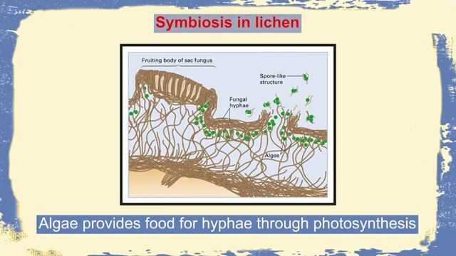 MODULE 22 Plant Groups смотреть онлайн