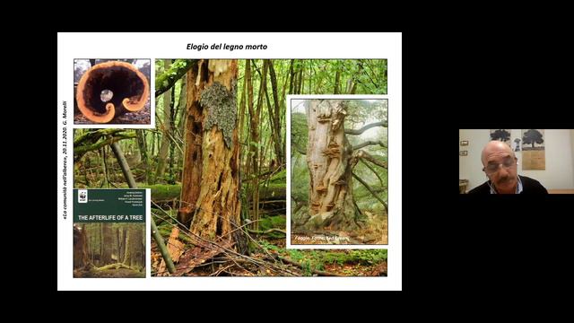 Giovanni Morelli La comunità nell'albero valore biologico, ecologico, culturale dell'albero vetusto смотреть онлайн