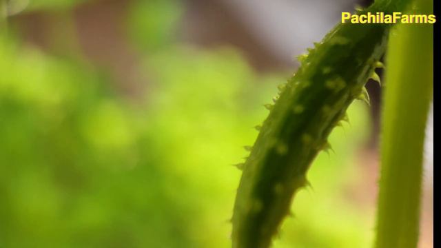 Soilless Cucumber Growing // DIY Hydroponic System using PVC Rain Gutter смотреть онлайн