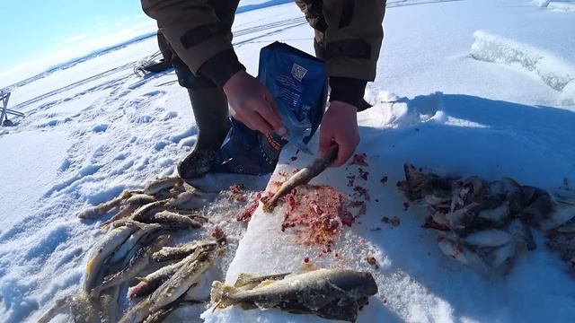 В поисках зубаря, навага клюет смотреть онлайн