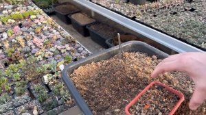 ПИКИРОВКА СЕЯНЦЕВ КАКТУСОВ. АСТРОФИТУМ (Astrophytum) СУПЕР КАКТУС ??