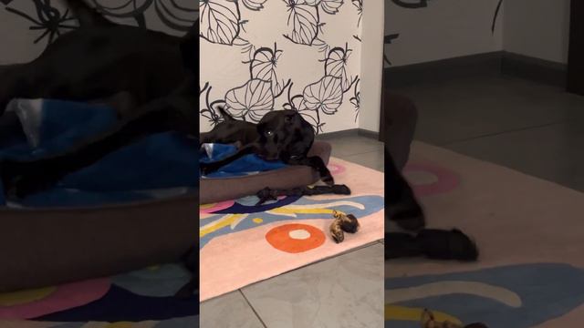 Говяжье ухо для Трои, тож не очень🤣#канекорсо #canecorso #canecorsoitaliano #cane #троя смотреть онлайн