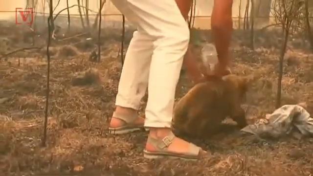 Спасение коалы смотреть онлайн