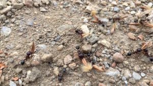 Муравьи строят муравейник. UHD 4K