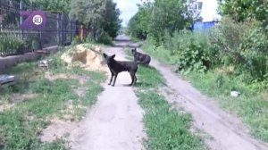 Справил нужду на улице — раскошеливайся. Штрафы за хулиганство вырастут в пять раз